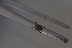 С жителей Владимирской области сняли 8 зараженных вирусами клещей