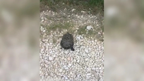 В Вязниковском районе впервые удалось увидеть европейскую болотную черепаху