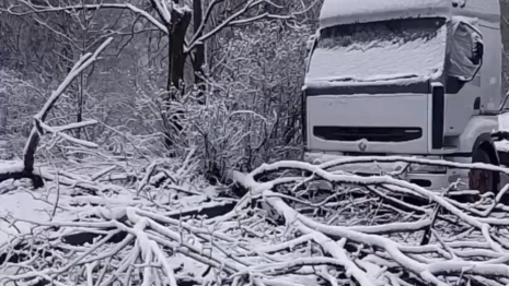 Во Владимире ураган повалил деревья и обесточил микрорайон