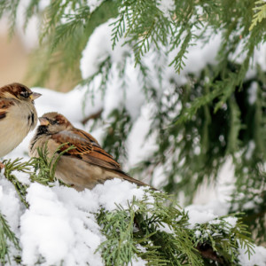 Гайд «День во Владимире». Чем и как кормить птиц зимой