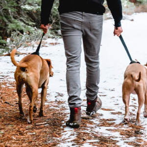 Во Владимирской области хозяев собак обязали убирать за питомцами