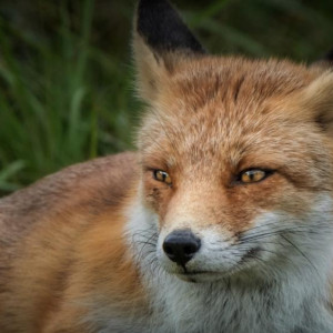 Во Владимирской области преувеличили число обнаруженных очагов бешенства в 2,5 раза