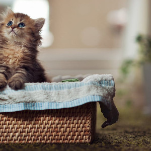 Ермолаев день: что можно и нельзя делать 8 августа