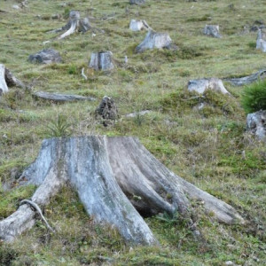 Во Владимире в парке «Дружба» начали вырубать деревья