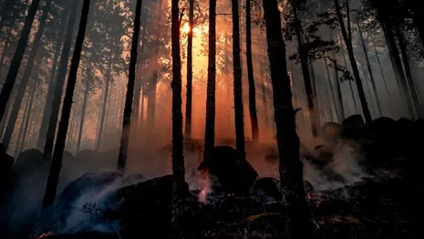 Во Владимирской области потушили еще один лесной пожар