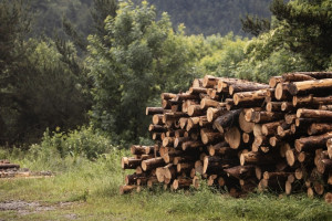 В Гусь-Хрустальном «черные лесорубы» спилили 139 сосен и елей