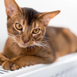 Владимирские власти объяснили раннее начало отопительного сезона