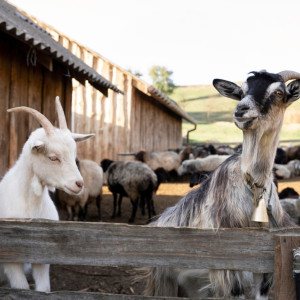 В Петушинском районе в лагере для выгула отменили карантин по оспе овец и коз
