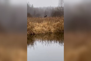 В Гусь-Хрустальном на камеру попали плавающие лоси