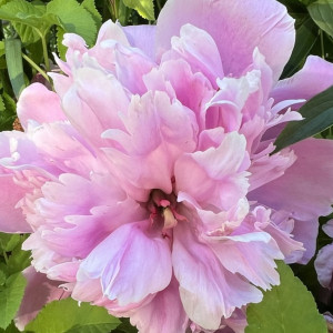 Во Владимирскую область на 6 дней вернется жара