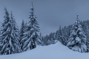 Во Владимирской области 32-летнего мужчину спустя 3 месяца нашли мертвым