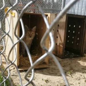 Отправленные во Владимир рысята-сироты из Кировской области погибли
