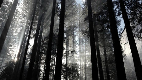 Во Владимире в лесополосе нашли полностью обгоревшего мужчину: он скончался в реанимации