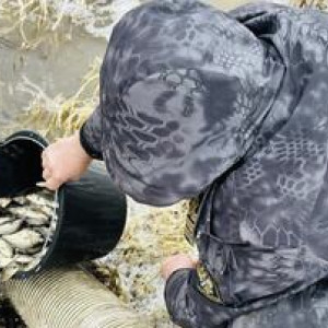 Во Владимирской области в Клязьму впервые выпустили сазана