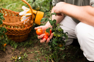 Во Владимире 90% дачников «Полета» съехали из-за реконструкции аэропорта Семязино