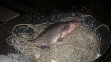 Жители Владимирской и Нижегородской областей попались на незаконном вылове рыбы