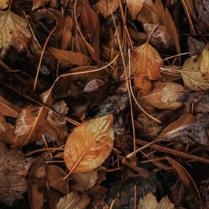 Во Владимирской области потеплеет до +9