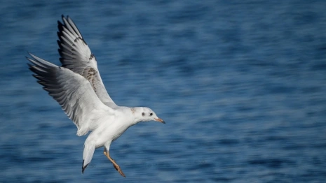 В Суздале отменили карантин по птичьему гриппу