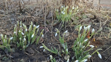 В Суздальском районе расцвели подснежники