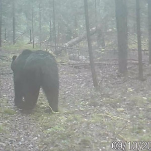 В Вязниковском районе фотоловушка сняла прогулку медведя за рябиной