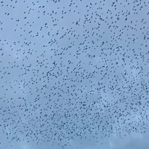 Огромную стаю птиц сняли на видео во Владимирской области