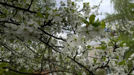 Прогноз погоды во Владимирской области на 14 мая