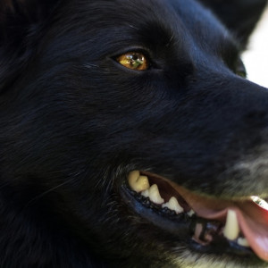 Жители Коврова испугались стаи бродячих собак