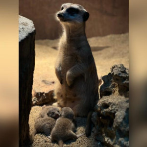 Во владимирском экзотариуме случился бум рождаемости среди зверей