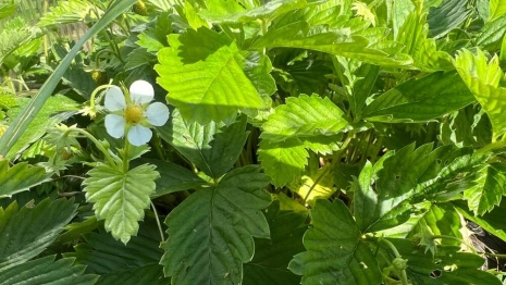 Прогноз погоды во Владимире и области на 9 июля