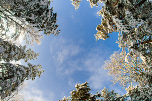 Прогноз погоды во Владимире и области на 17 января