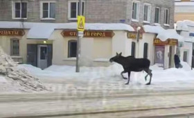 На улицах Коврова заметили живого лося
