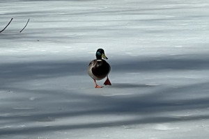 Прогноз погоды во Владимирской области на 8 января 2025 года