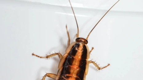 Во Владимире прокуратура проверила школу с тараканами