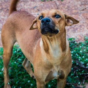 Жителей Коврова напугала стая бродячих собак