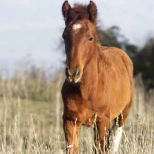 Черкес продал выдуманный корм для животных школе конного спорта в Коврове