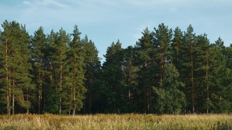 В Ковровском районе неизвестные вырубили 21 сосну на территории лесничества