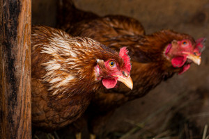 Народные приметы: что можно и нельзя делать 15 января в Сильвестров день