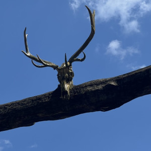 Во Владимире нашли свежий труп и разбросанные останки человека