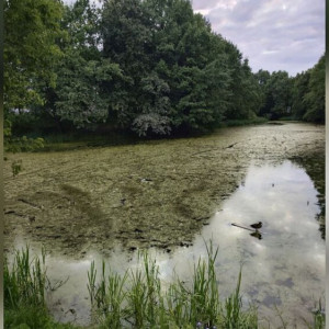 Добросельский пруд во Владимире завалили мусором