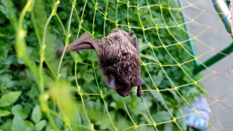 Владимирцы обнаружили в квартире летучую мышь