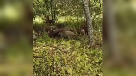 Разлетевшееся по соцсетям Владимира видео нападения кабанов на семью сняли под Тулой