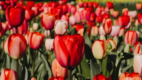 Владимир решили украсить арфами, звездой и чашей