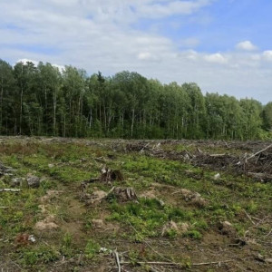 В Кольчугино вырубка леса на 800 тыс. рублей привела к уголовному делу