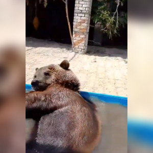 Волгоградский зоопарк показал на видео пойманного в Александровском районе медвежонка