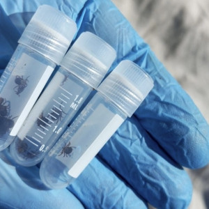 С жителей Владимирской области сняли 11 зараженных вирусами клещей