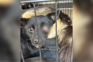 Владимирские волонтеры спасли собаку с изувеченным глазом