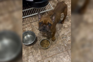 Волонтеры из Владимира спасли французских бульдогов из «домашнего концлагеря»