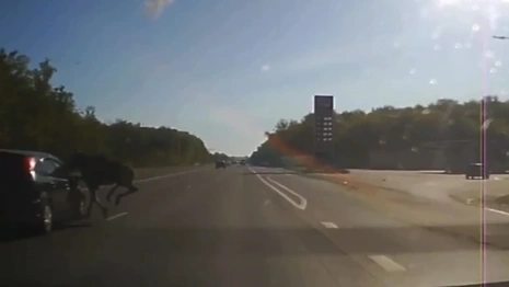 Момент ДТП с лосем под Владимиром попал на видео