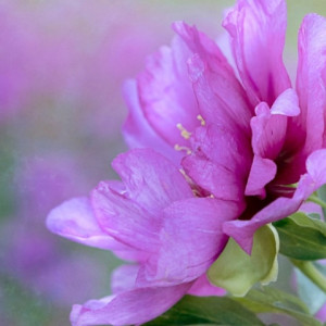 В выходные температура во Владимире побьет климатический рекорд 