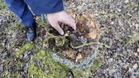 В Судогде «черного» лесоруба оштрафовали на 250 тыс. рублей